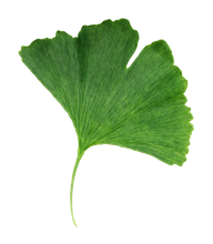 Das grüne schöne Blatt des Gingko biloba Baums, ein Heilmittel der TCM Lehre.