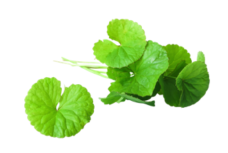 Die grünen frischen Blätter der Gotu Kola Pflanze.